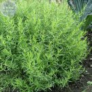 Fresh Russian Tarragon Seeds 10 Seeds aromatic and culinary properties