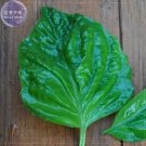 Fresh Mammoth Basil 20 Seeds featuring extra large lettuce