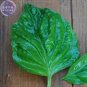 Fresh Mammoth Basil 20 Seeds featuring extra large lettuce