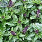 Fresh Heirloom Cinnamon Basil Seeds 20 Seeds a mustyour and your table