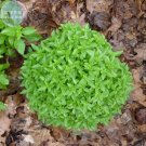 Fresh Spicy Globe Basil Seeds 20 Seeds a globe which makes it growing in or in borders