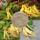 Fresh Chinese Hardy Panax Ginseng Ashwaganda Seeds 6 Seeds physical fitness King of