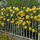 Fresh Rose Orangish Yellow Climbing Tree Seeds 50 Seeds big compact flowers