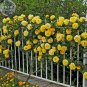Fresh Rose Orangish Yellow Climbing Tree Seeds 50 Seeds big compact flowers