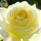Fresh Rose Bright Light Yellow Big Blooms Flower Seeds 50 Seeds flower diameter 13cm