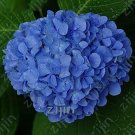 Fresh Hydrangea Seeds Blue