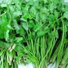Fresh Coriander Chinese Parsley Seeds 150 Seeds tasty cilantro vegetables