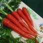 Fresh Atomic Carrot Seeds 100 Seeds rose red vegetables green seeds