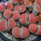 Fresh BELLFARM Lithops Julii Kosogyoku Seeds 10 Seeds lovely living stones E4278