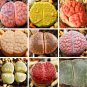 Fresh BELLFARM Lithops Mixed Seeds 10 Seeds lovely succulent