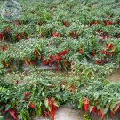Fresh Red Hot Chili Pepper Seeds Original Pack 200 Seeds dry hot chilli vegetables