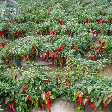 Fresh Red Hot Chili Pepper Seeds Original Pack 200 Seeds dry hot chilli vegetables