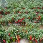 Fresh Red Hot Chili Pepper Seeds Original Pack 200 Seeds dry hot chilli vegetables