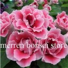 Fresh Sinningia Speciosa Seeds Dark Pink Double Flowers