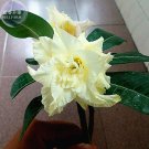 Fresh Adenium Whitish Light Yellow Flower Seeds 2 seeds 6 layer big blooms desert rose