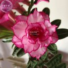 Fresh Adenium Whitish Light Pink Flowers rose red edge 2 Seeds 10 layer