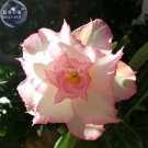 Fresh Adenium Light Whitish Pink Petals Light Pink edge Flower 2 Seeds 4 layer