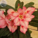 Fresh Adenium Peach Red Petals Red Stripe Flower 2 Seeds single
