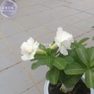 Fresh Adenium Purely White Flower Seeds 2 eeds 2 layer middle sized desert rose