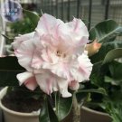 Fresh Adenium Light Pinkish White Flower Seeds 2 Seeds 6 layer big blooms