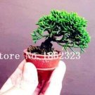 Fresh Rare Mini Japanese Juniper Seeds (Color 4)