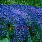 Fresh 100PCS Dark Blue Creeping Thyme Seeds ROCK CRESS Ground Cover Flower