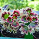 Fresh Rare Geranium Seed Variegated Geranium Potted Winter Garden Flower Seeds