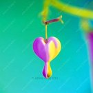 Fresh Dicentra Spectabilis Bleeding Heart Flower Seeds (Color 7)