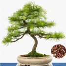 Fresh Larch Seed Perennial Larix Gmelinii Tree Purifying Air Pine Tree Seeds