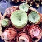 Fresh Greenovia Guarimiar Seeds 10 Seeds giant mountain rose suculent lovely seeds