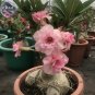 Fresh Light Pink Adenium Desert Rose Seeds 2 Seeds 4 layer petals perennial flowers