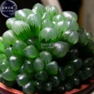Fresh Haworthia var. pilifera Hybrid Seeds 5 seeds real succulenthigh germination