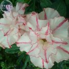 Fresh Bright White Adenium with light pink stripe Desert Rose Flower 2 Seeds 4 layerss