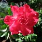Fresh Bright Red Adenium Desert Rose Flower Seeds 2 eeds 10 layer big blooms