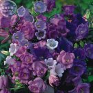 Fresh Canterbury Bells Mixed Perennial Flower Seeds 50 seeds cutting flowers
