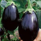 Fresh BELLFARM Egg Black Big Vegetables Seeds 100 seeds tasty E4327I