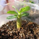 Fresh Rose Orange Adenium Desert Rose 2 Seeds 5 layer