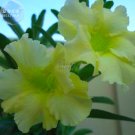 Fresh Light Green Adenium Desert Rose Seeds 2 eeds professional pack ingle petals