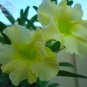 Fresh Light Green Adenium Desert Rose Seeds 2 eeds professional pack ingle petals