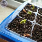 Fresh White Adenium Desert Rose with Orange edge Flower Seeds 2 eeds 4 layer