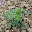 Fresh Tomato Large Black Vegetables 100 seeds