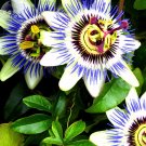 Fresh Passiflora Caerulea Passion Fruit Flowers 30 Seeds yellow fruits purple white