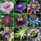 Fresh Passiflora Passion Mixed Flowers Seeds 30 Seeds colorful climbing perennial