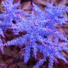 Fresh Dark Blue Astilbe Chinensis Perennial Flower Seeds 100 seeds heirloom flowers