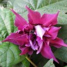 Fresh Morning Glory Dark Purple Flower Seeds only one seed ipomoea nil double petals