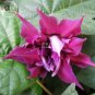 Fresh Morning Glory Dark Purple Flower Seeds only one seed ipomoea nil double petals
