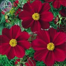 Fresh Cosmos Coreopsis Blackish Coffee Red Striped Dark Red White Flower 50 seeds