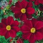 Fresh Cosmos Coreopsis Blackish Coffee Red Striped Dark Red White Flower 50 seeds