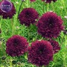 Fresh Cosmos Coreopsis Double Petals Dark Red White Pink Hybrid Mix Flower 50 Seeds
