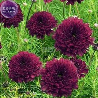Fresh Cosmos Coreopsis Double Petals Dark Red White Pink Hybrid Mix Flower 50 Seeds